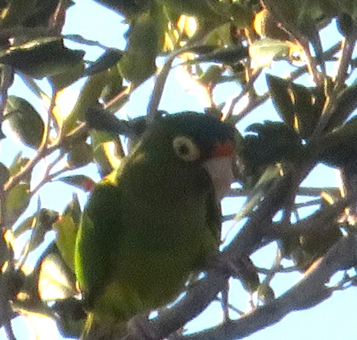 Orange-fronted Parakeet - ML642361782
