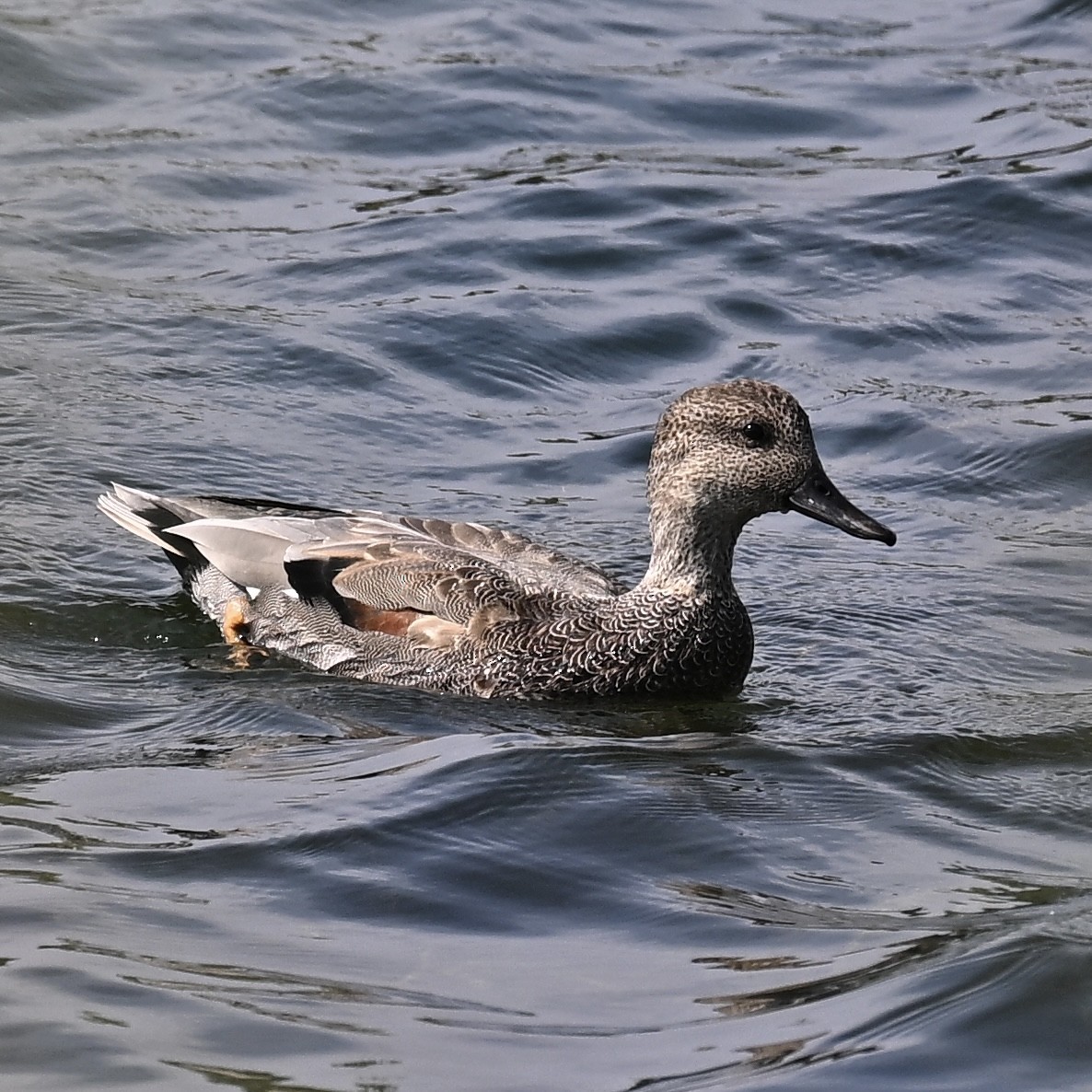 Boz Ördek - ML642361818