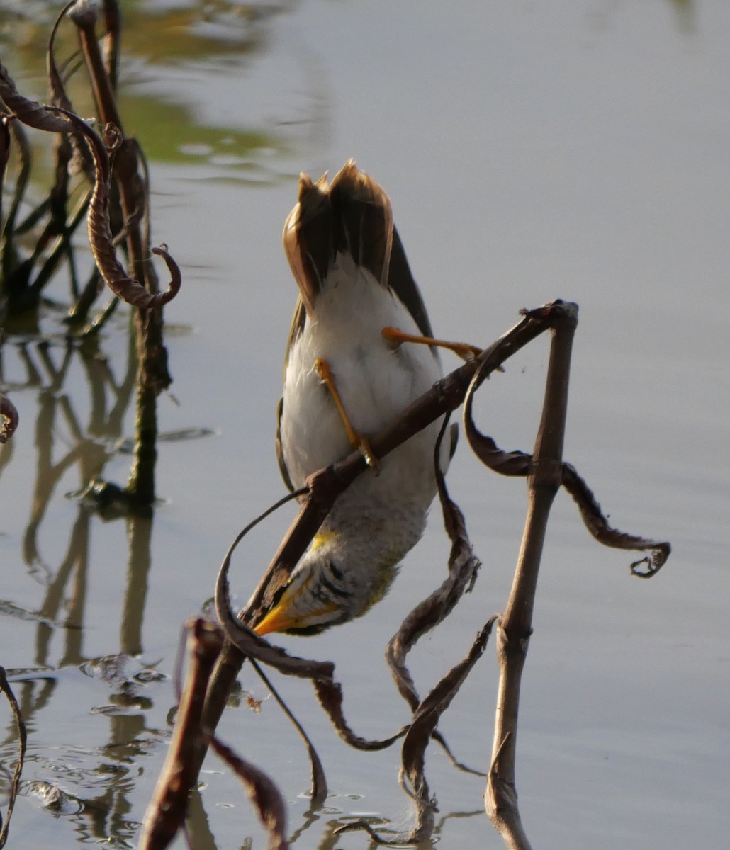 Yellow-throated Miner - ML642361865