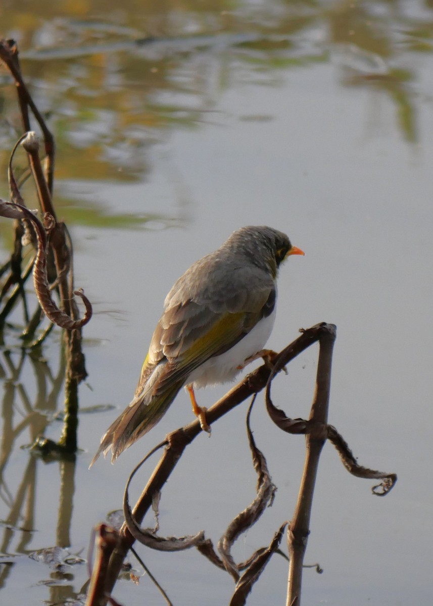 Yellow-throated Miner - ML642361866