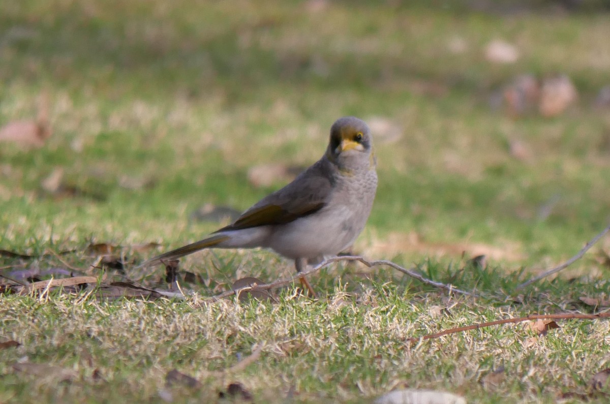 Yellow-throated Miner - ML642361868