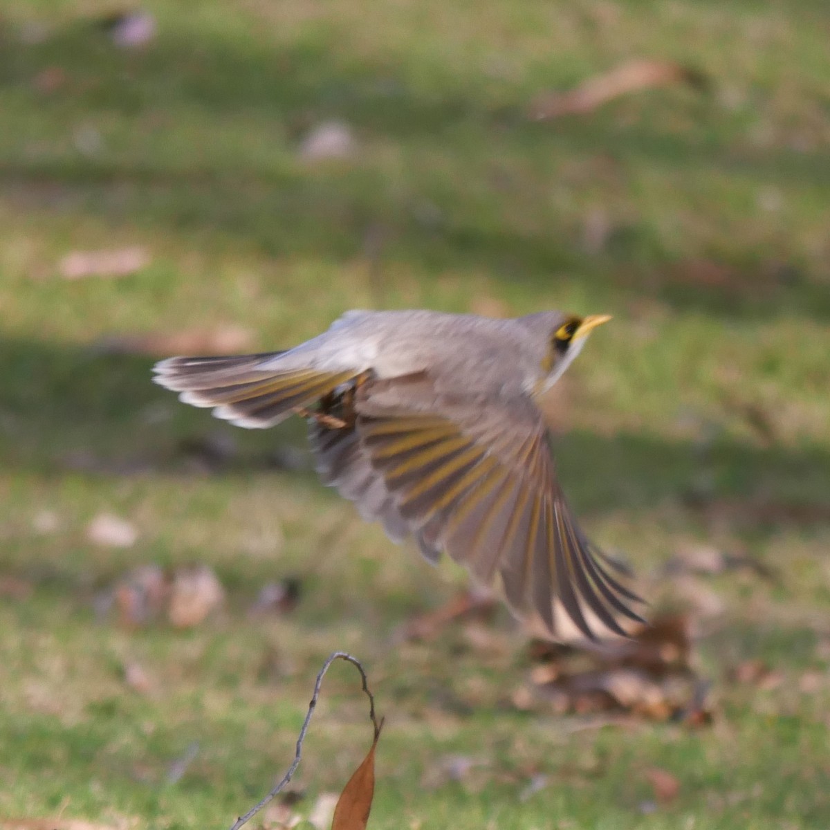 Yellow-throated Miner - ML642361869