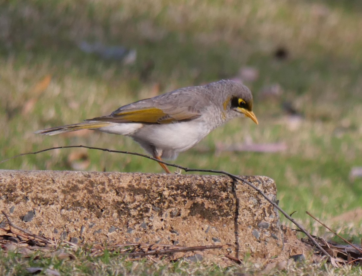 Yellow-throated Miner - ML642361870