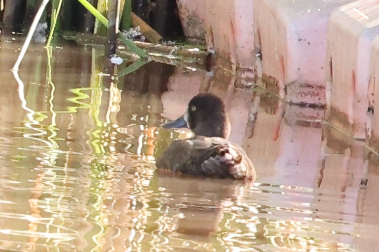 Greater/Lesser Scaup - ML642361878