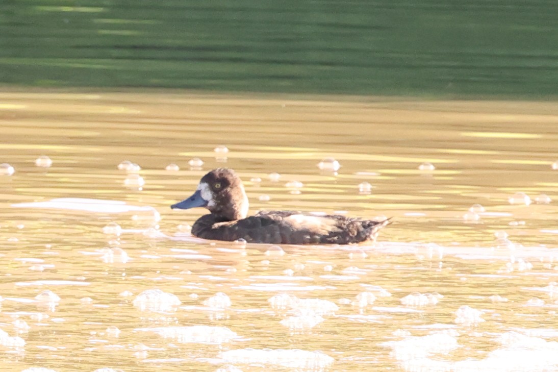Greater/Lesser Scaup - ML642361879