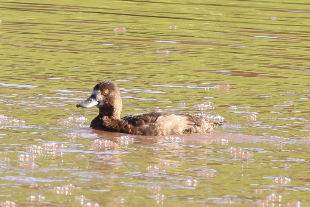 Greater/Lesser Scaup - ML642361880