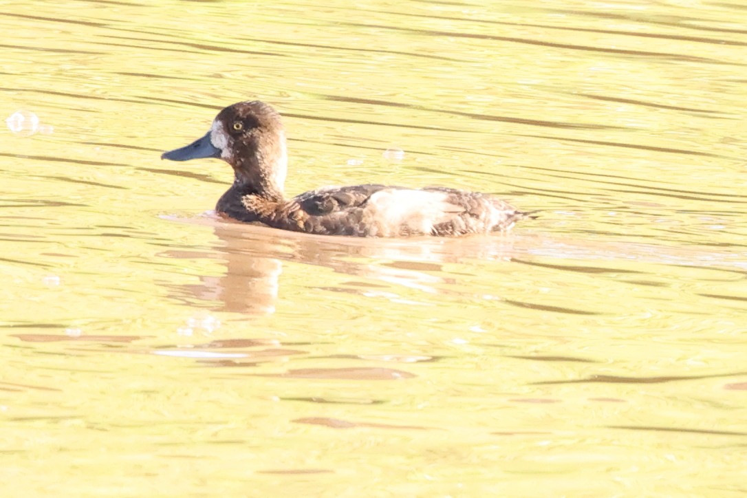 Greater/Lesser Scaup - ML642361881
