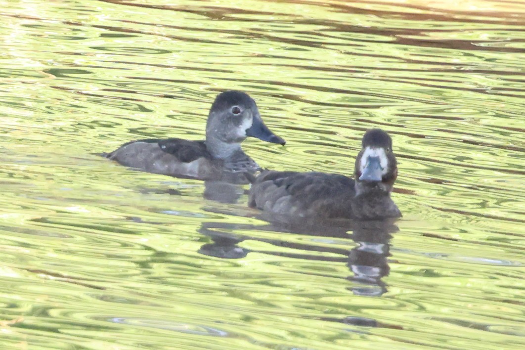 Greater/Lesser Scaup - ML642361882