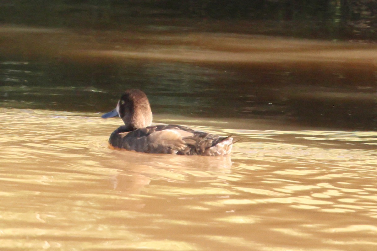 Greater/Lesser Scaup - ML642361883