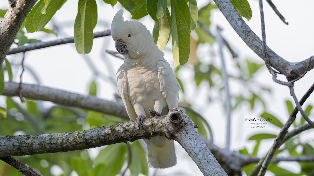 Tanimbar Corella - ML642361885