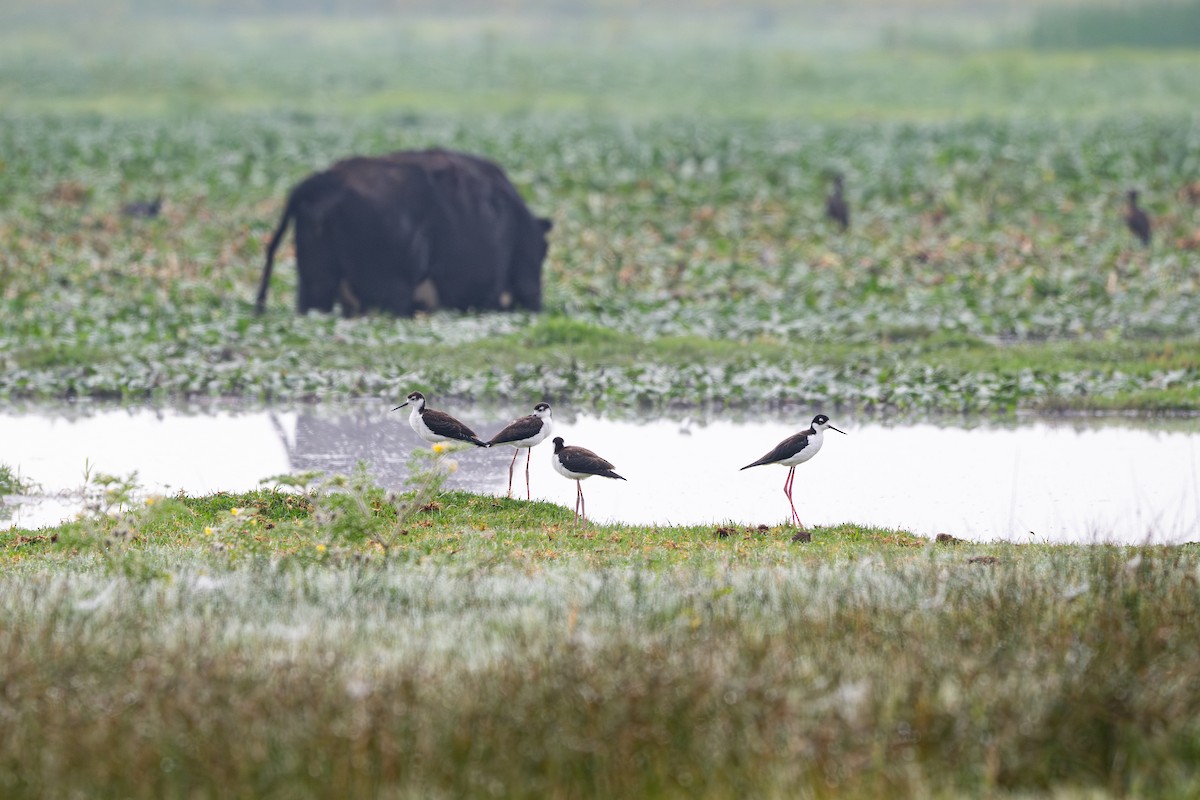 Black-necked Stilt - ML642361902