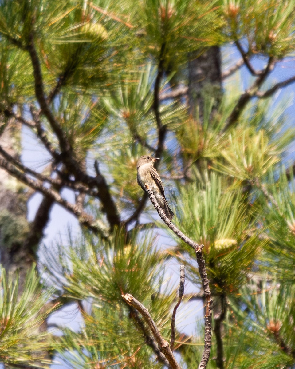 Western Wood-Pewee - ML642361904