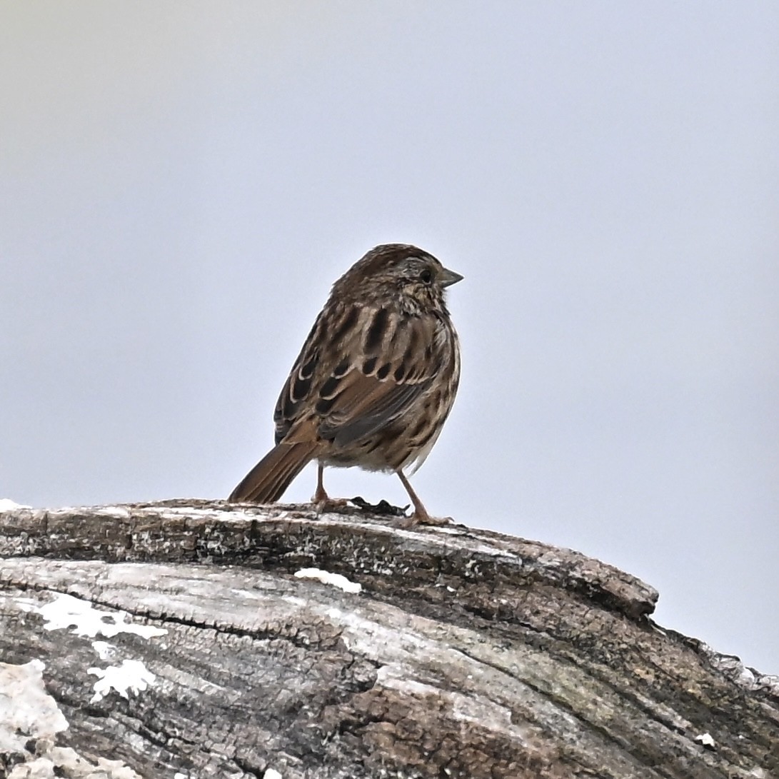 Song Sparrow - ML642361949
