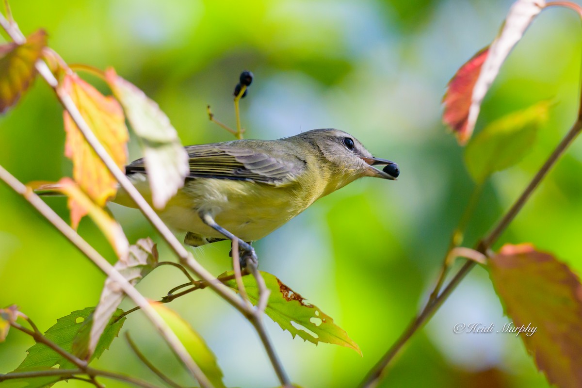 Philadelphia Vireo - ML642362000