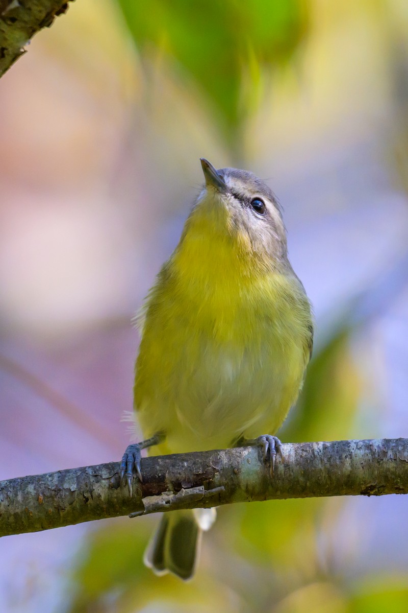 Philadelphia Vireo - ML642362008