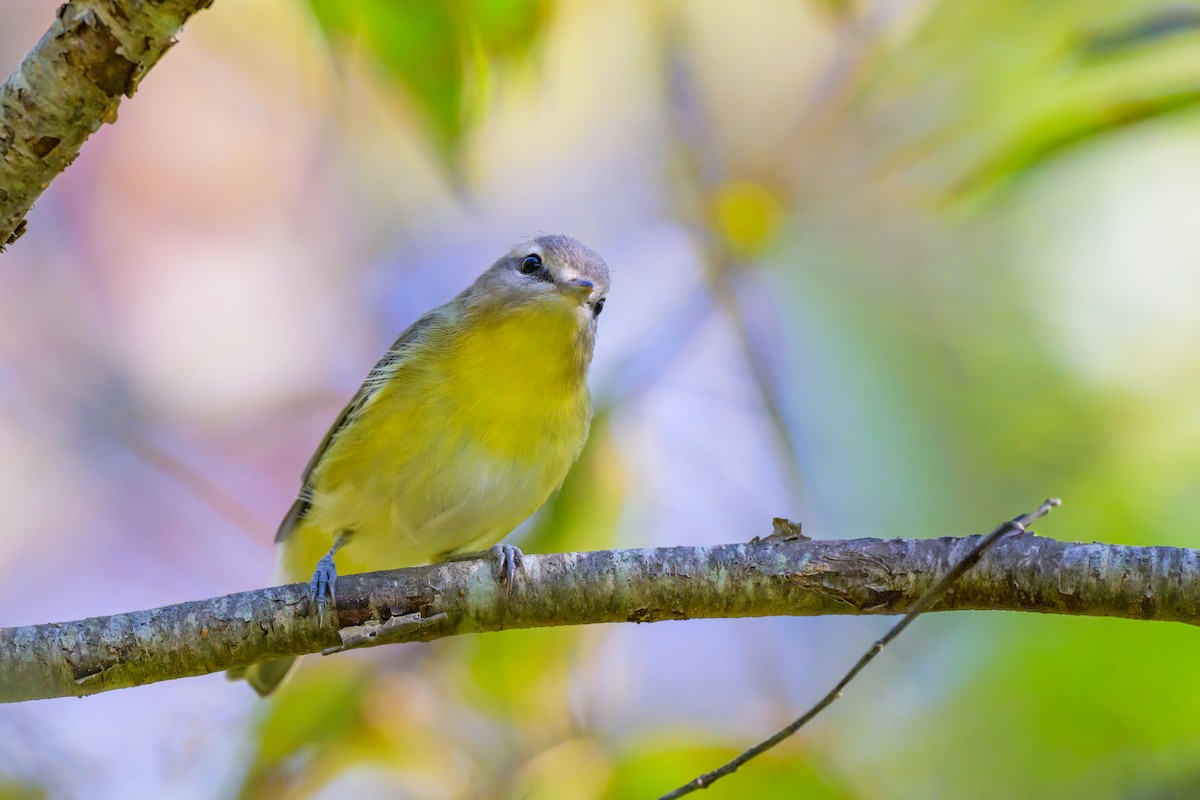 Philadelphia Vireo - ML642362012