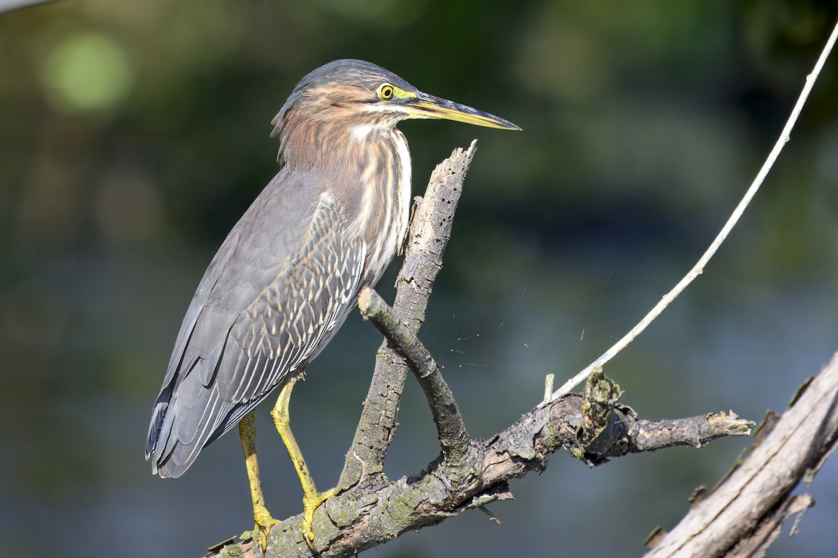 Green Heron - ML642362037