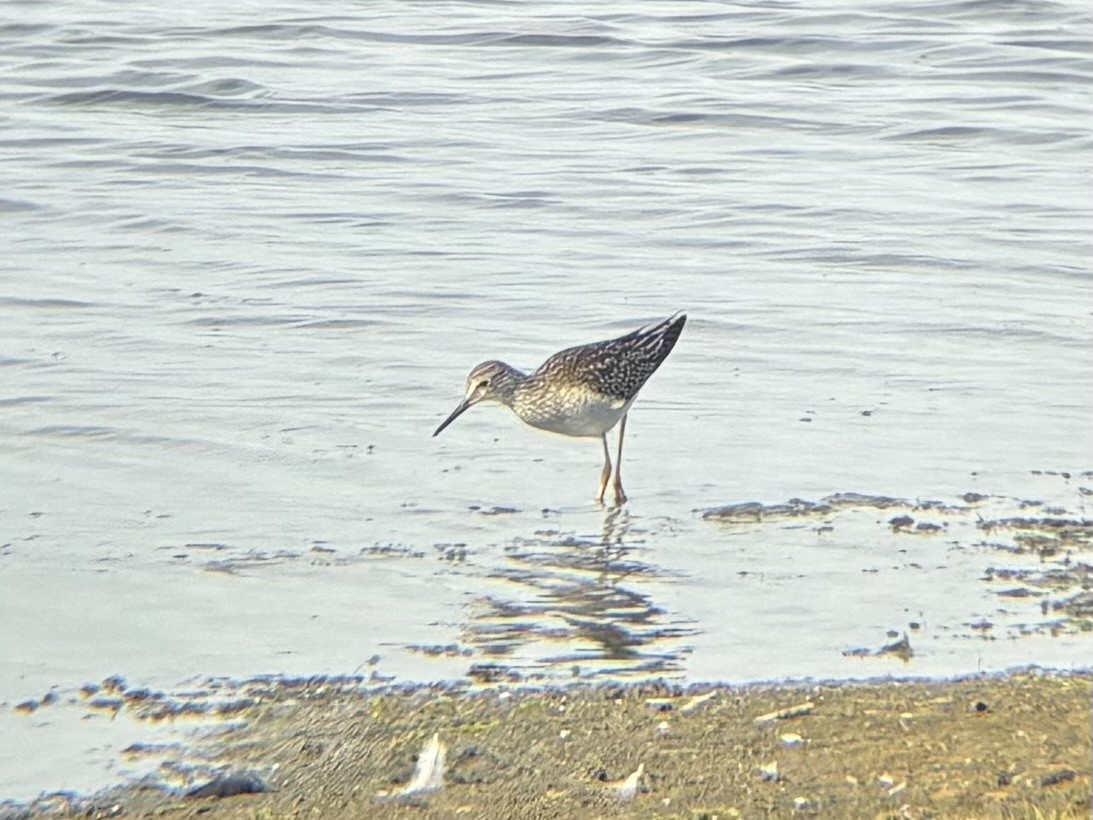 Lesser Yellowlegs - ML642362041