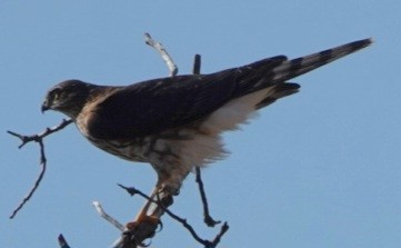 Sharp-shinned Hawk - ML642362046