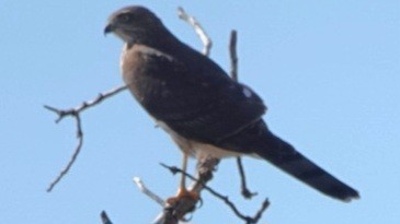 Sharp-shinned Hawk - ML642362047