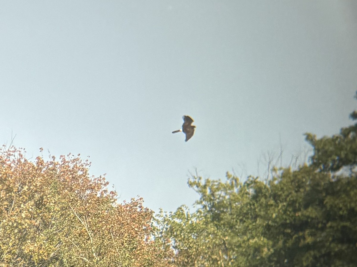 Northern Harrier - ML642362059