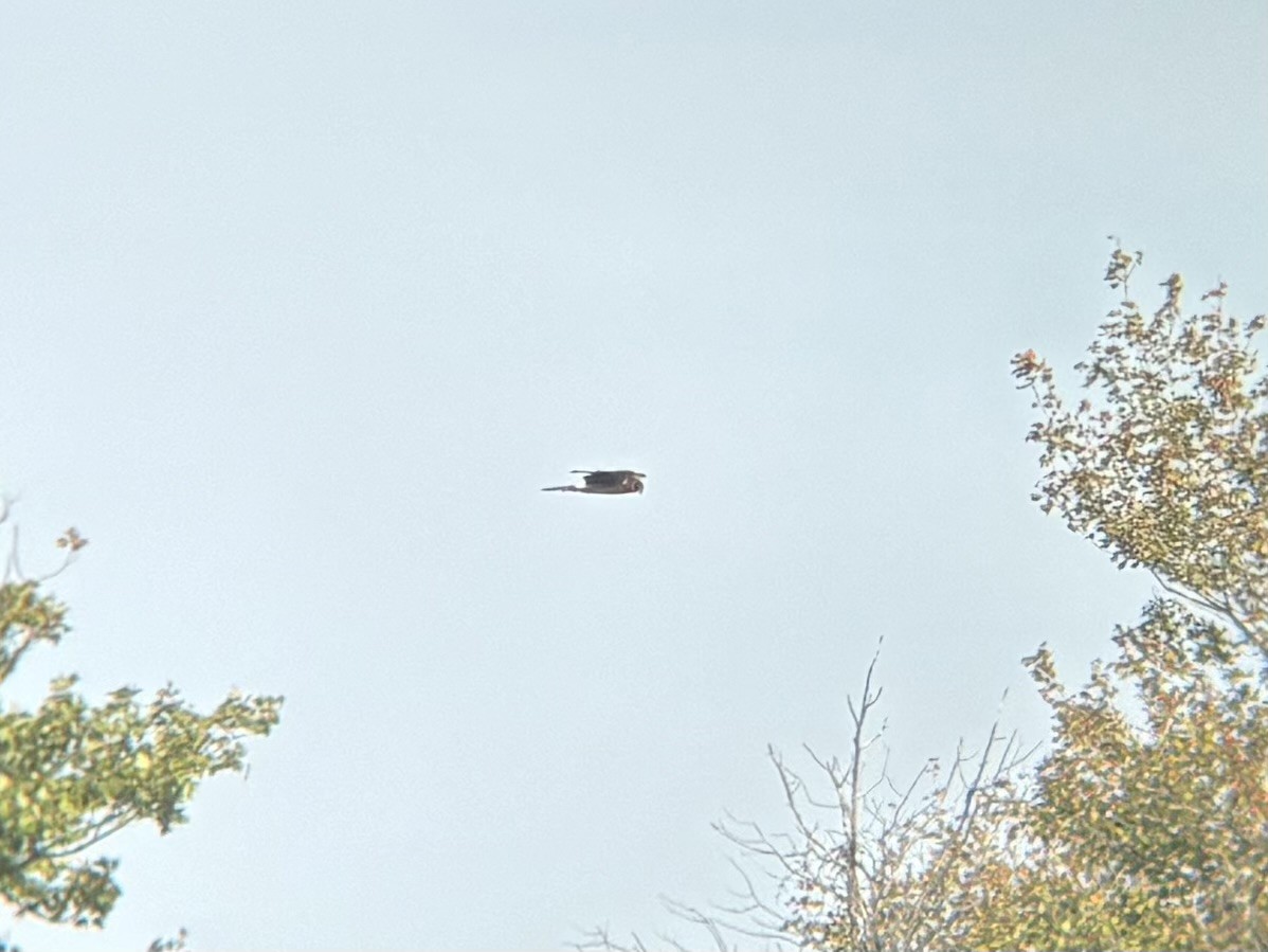 Northern Harrier - ML642362060