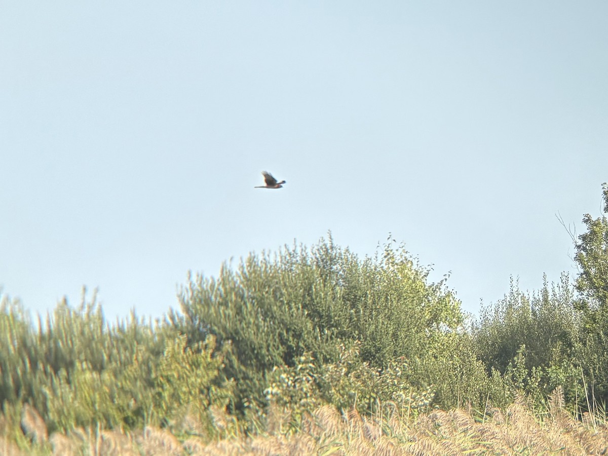 Northern Harrier - ML642362061