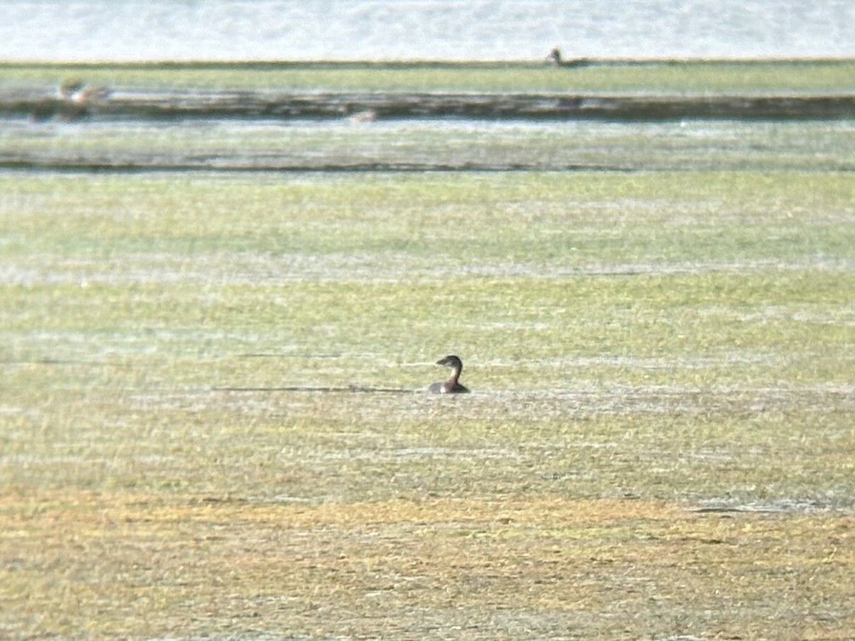 Pied-billed Grebe - ML642362070