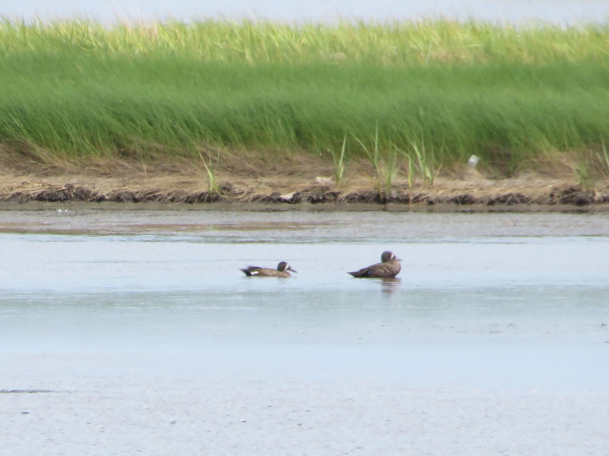 Blue-winged Teal - ML642362079