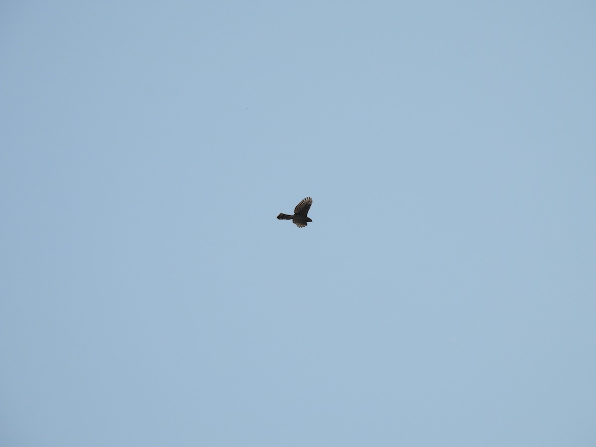 Cooper's Hawk - ML642362100
