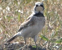 Horned Lark - ML642362102