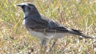 Horned Lark - ML642362103
