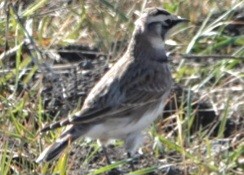 Horned Lark - ML642362104
