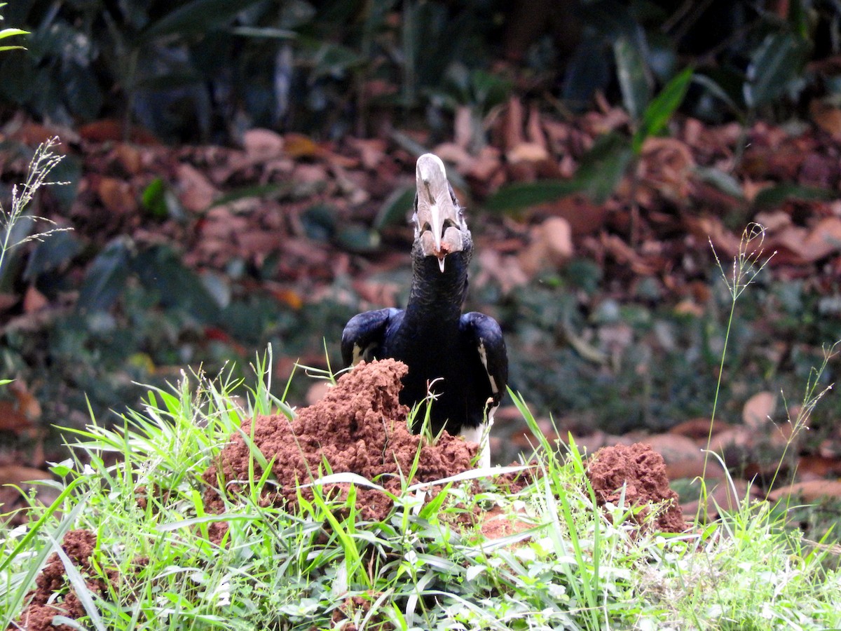 Black-and-white-casqued Hornbill - ML642362105