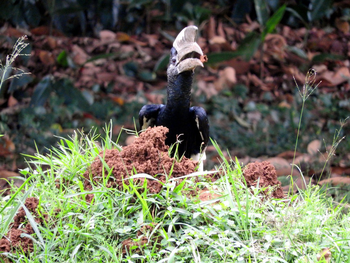 Black-and-white-casqued Hornbill - ML642362107