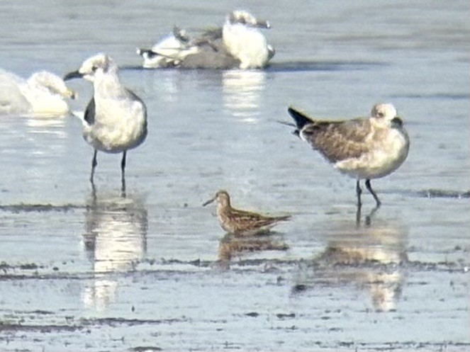 Pectoral Sandpiper - ML642362109