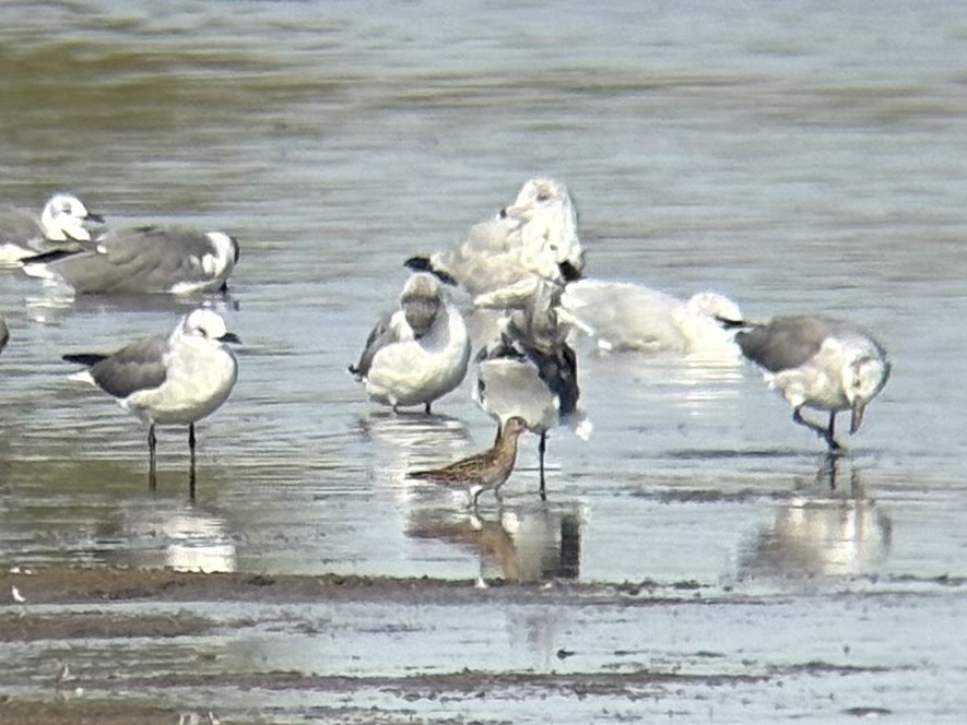 Pectoral Sandpiper - ML642362110
