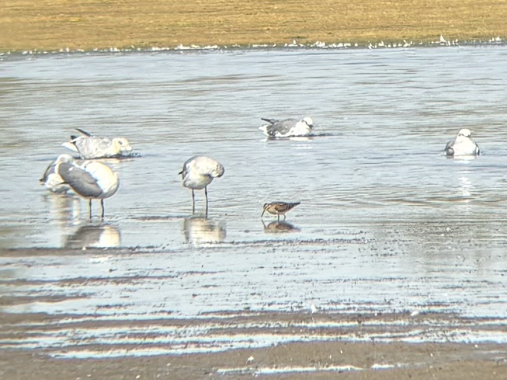 Pectoral Sandpiper - ML642362111