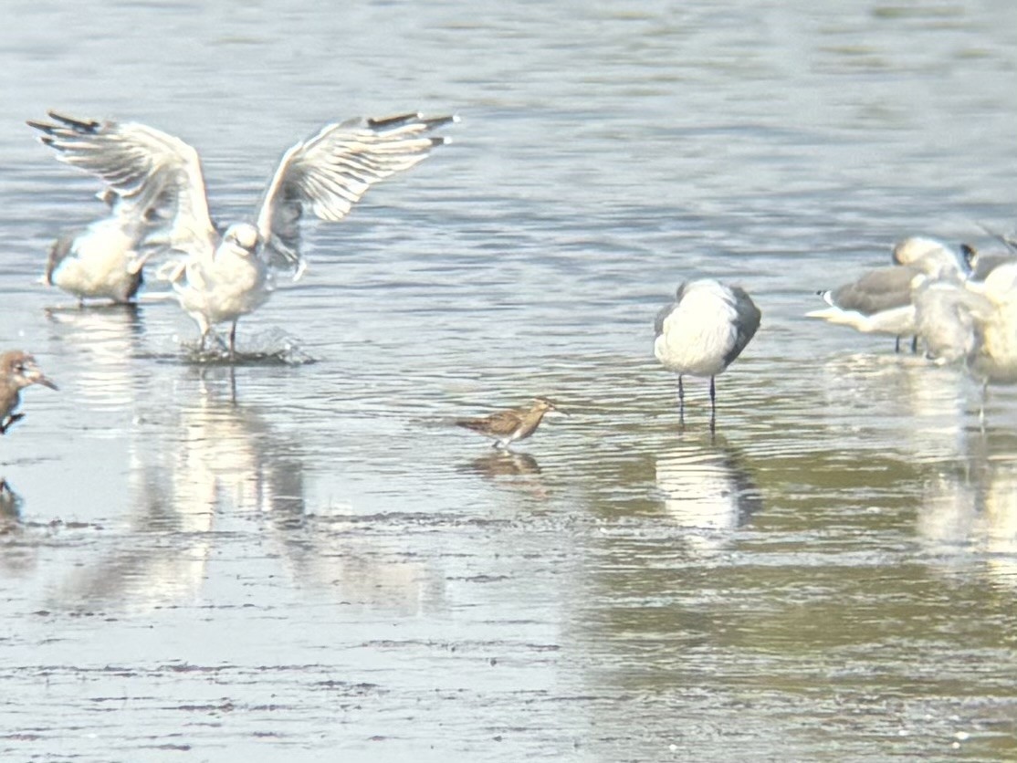 Pectoral Sandpiper - ML642362112