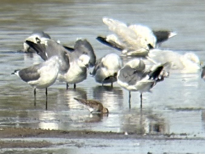 Pectoral Sandpiper - ML642362113