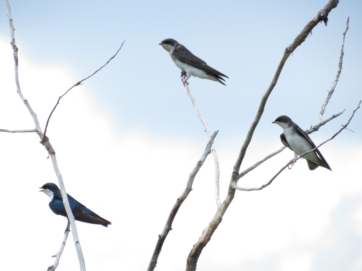 Tree Swallow - ML642362119