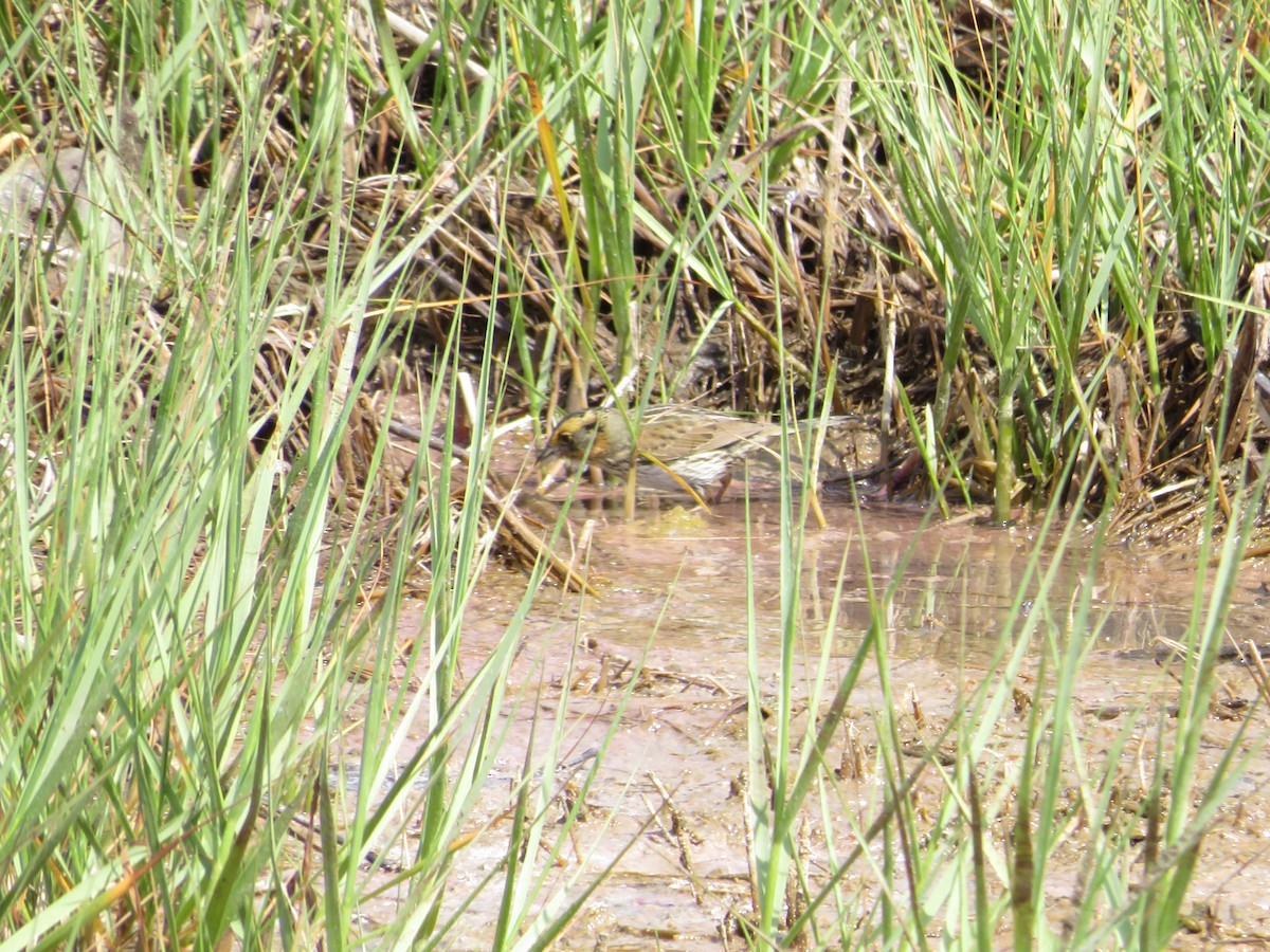 Saltmarsh Sparrow - ML642362120
