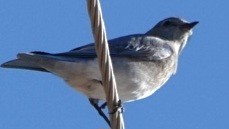 Mountain Bluebird - ML642362127