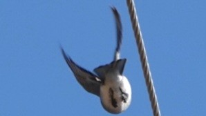 Mountain Bluebird - ML642362128