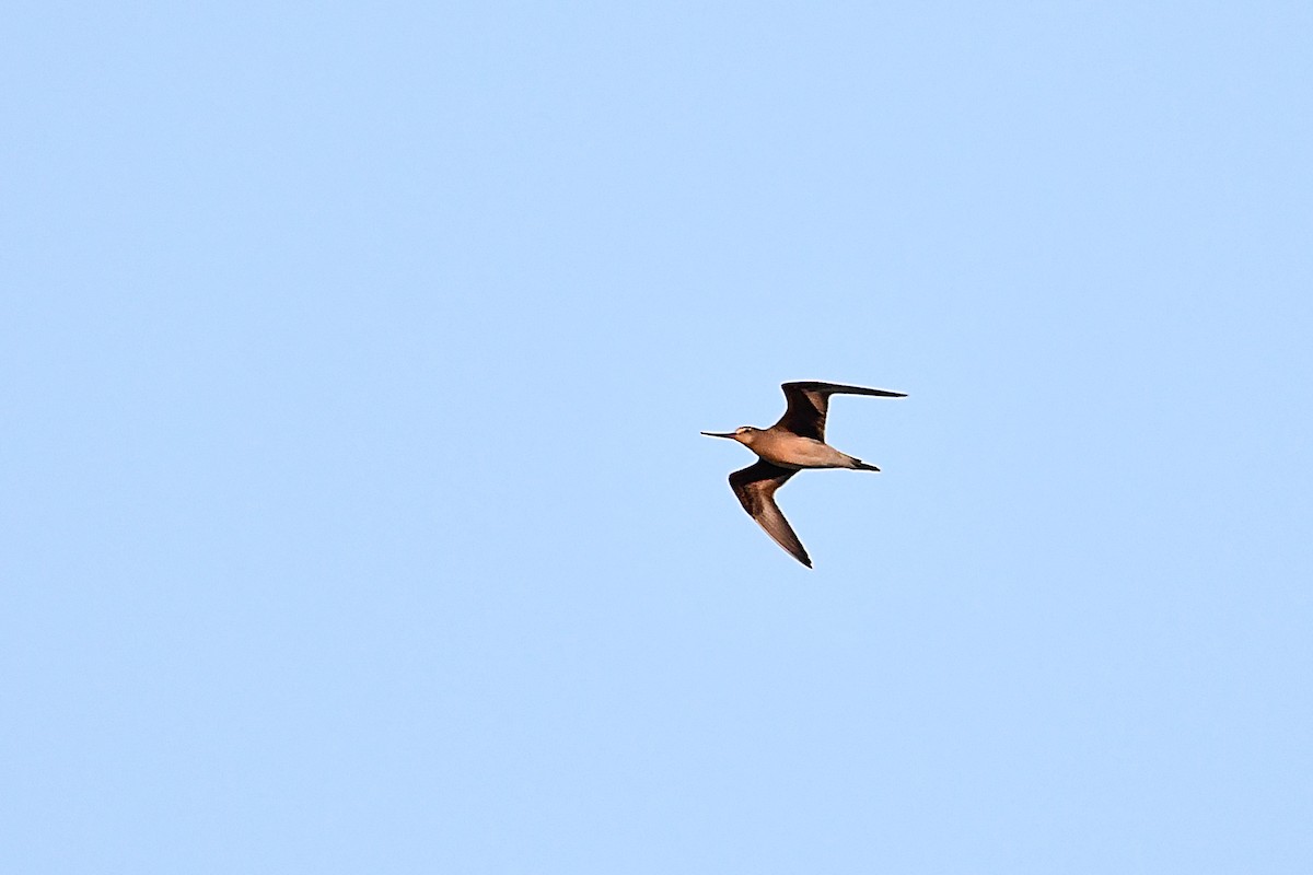 Hudsonian Godwit - ML642362129