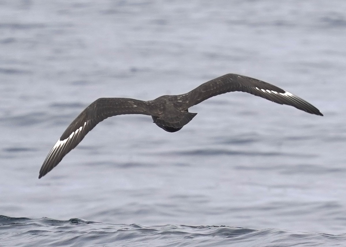 South Polar Skua - ML642362132
