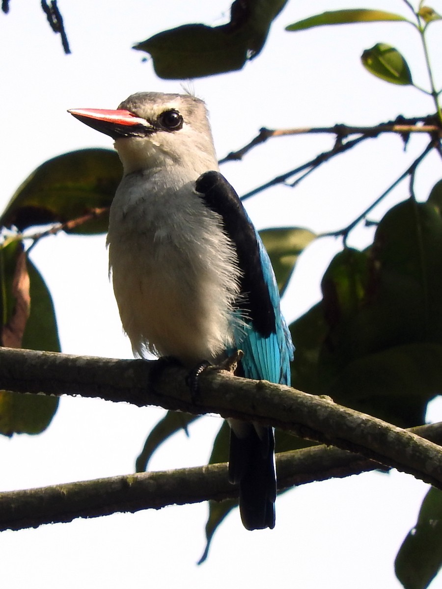 Woodland Kingfisher - ML642362138