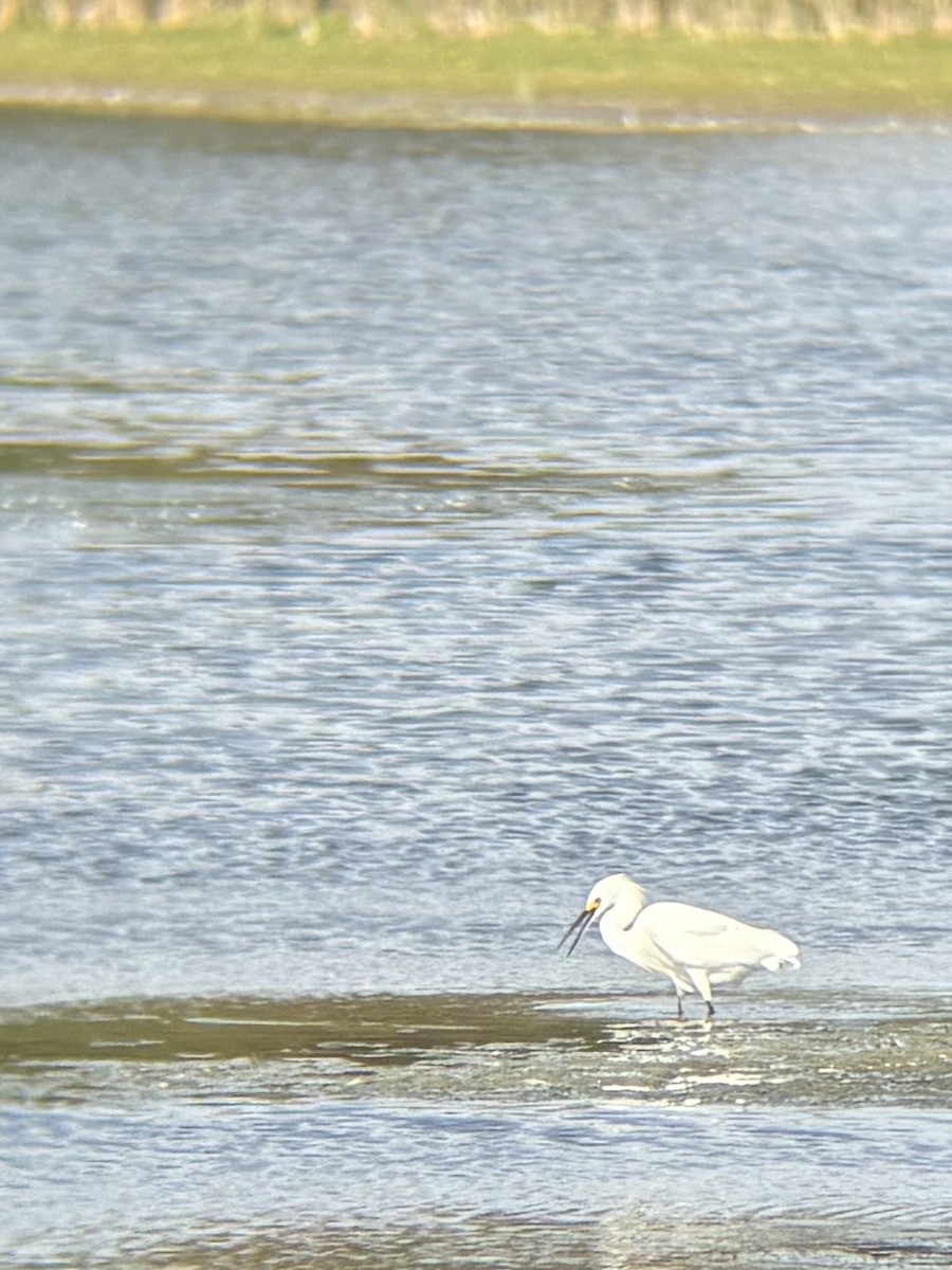 Snowy Egret - ML642362142