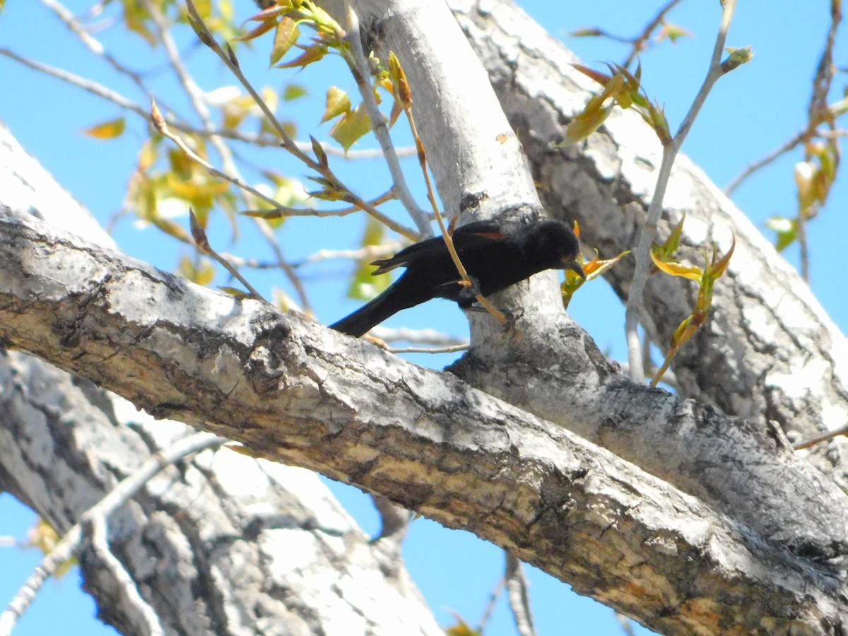 Variable Oriole - ML642362158