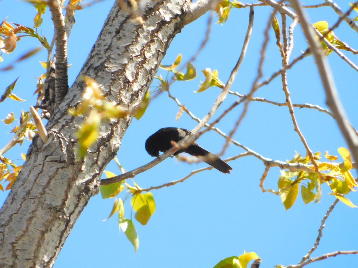 Variable Oriole - ML642362160